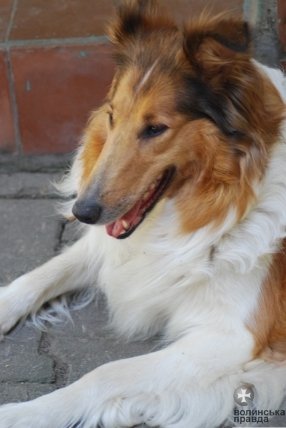 Як переживають спеку звірі в луцькому зоопарку. ФОТО