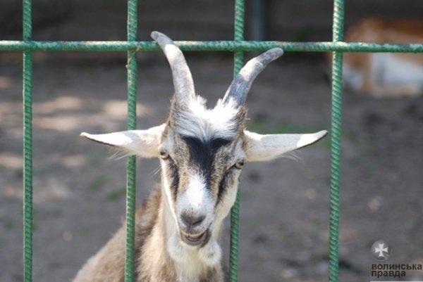 Як переживають спеку звірі в луцькому зоопарку. ФОТО