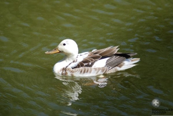 Як переживають спеку звірі в луцькому зоопарку. ФОТО