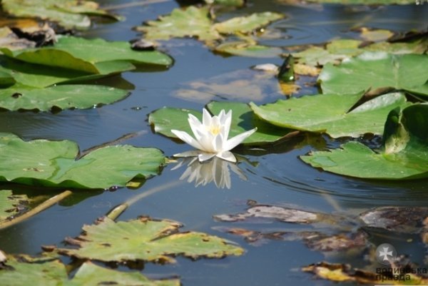 Як переживають спеку звірі в луцькому зоопарку. ФОТО