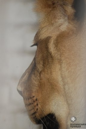 Як переживають спеку звірі в луцькому зоопарку. ФОТО
