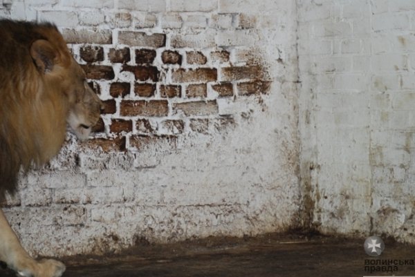 Як переживають спеку звірі в луцькому зоопарку. ФОТО