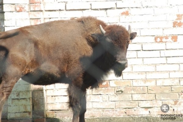 Як переживають спеку звірі в луцькому зоопарку. ФОТО