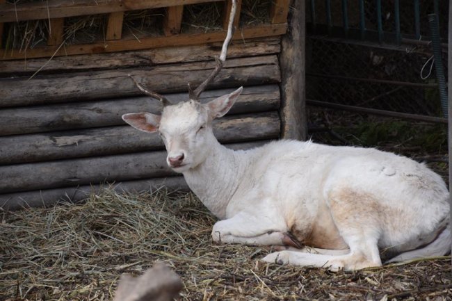 Хвороби, зайва вага і втрата шерсті: чому не можна годувати тварин у луцькому зоопарку