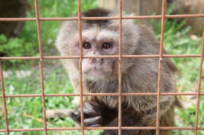 Хвороби, зайва вага і втрата шерсті: чому не можна годувати тварин у луцькому зоопарку