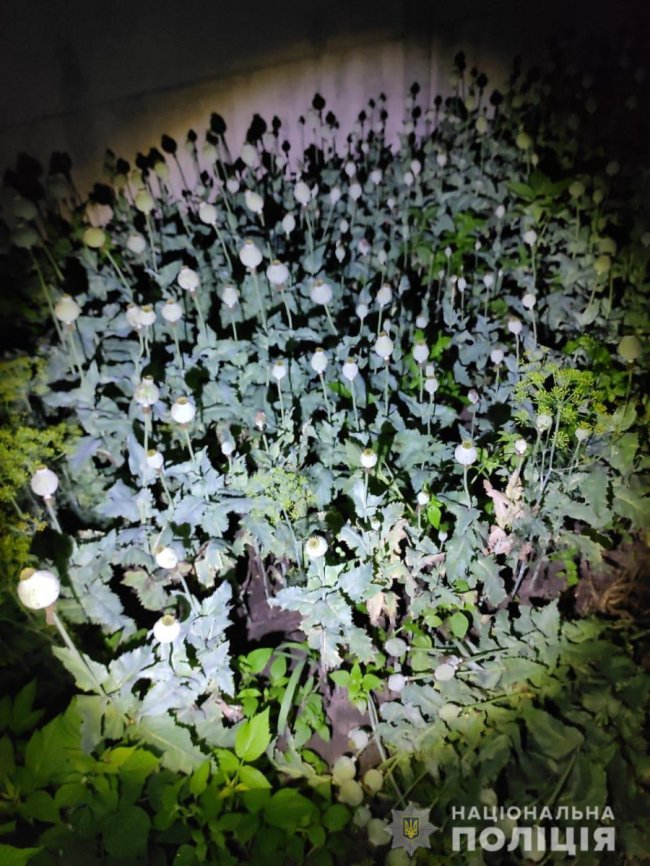 Майже тисяча кущів: у волинян виявили незаконні посіви маку