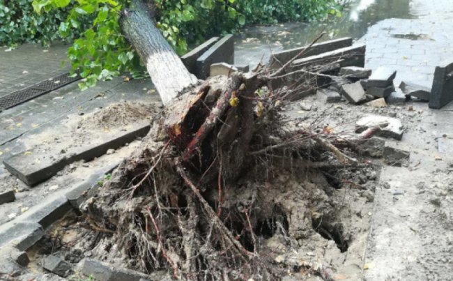 Оскільки коріння обрізали усім деревам, то можна припустити, що подібне може трапитися й з іншими липами