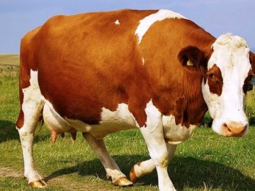 На Волині мотоцикліст на швидкості збив корову