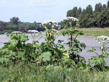 На Волині чоловік отримав жахливі опіки від борщівника