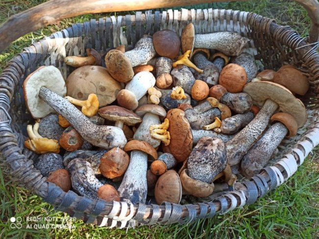 Волинські грибники у соцмережах хизуються чималим «уловом». ФОТО