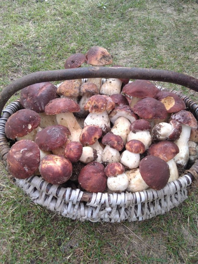 Волинські грибники у соцмережах хизуються чималим «уловом». ФОТО