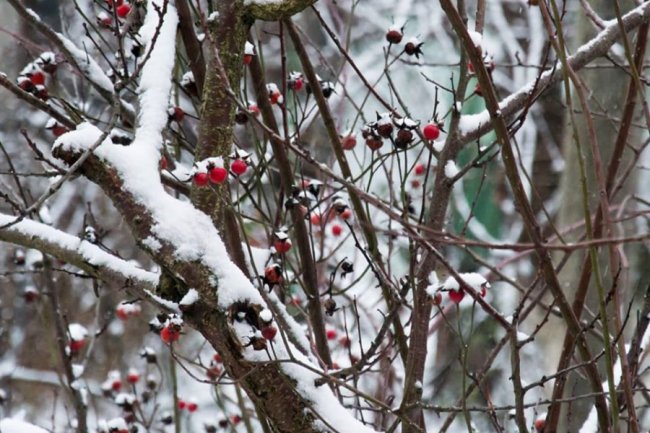 «Зі снігом усе гарніше»: волинський журналіст поділився світлинами «сплячої» природи