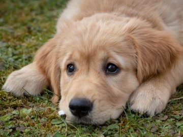 На Волині в домашньої тварини виявили сказ