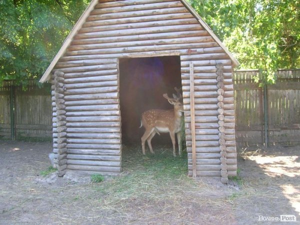 Самець залишився сам