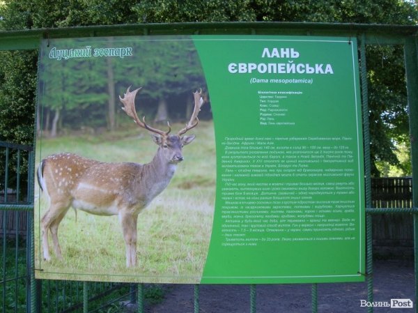 У луцькому зоопарку невідома тварина загризла ланей. ФОТО. ОНОВЛЕНО