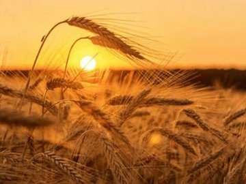 Якою буде погода в Україні в серпні