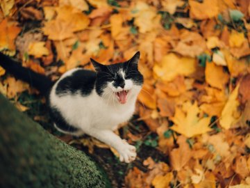 Погода в Луцьку та Волинській області на вихідні, 6 і 7 жовтня