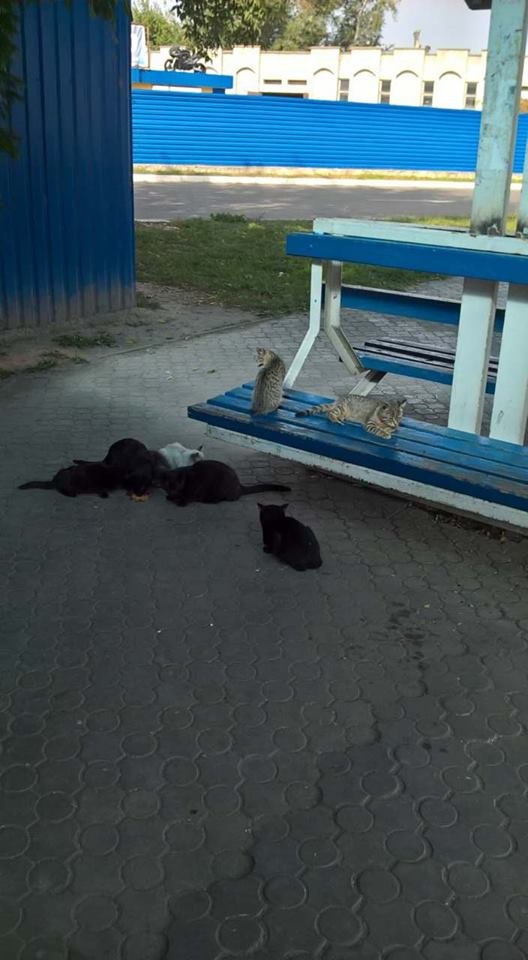 «Котяча» зупинка у Луцьку: як небайдужі підгодовують пухнастиків. ФОТО