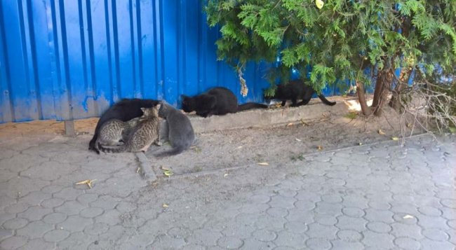 «Котяча» зупинка у Луцьку: як небайдужі підгодовують пухнастиків. ФОТО