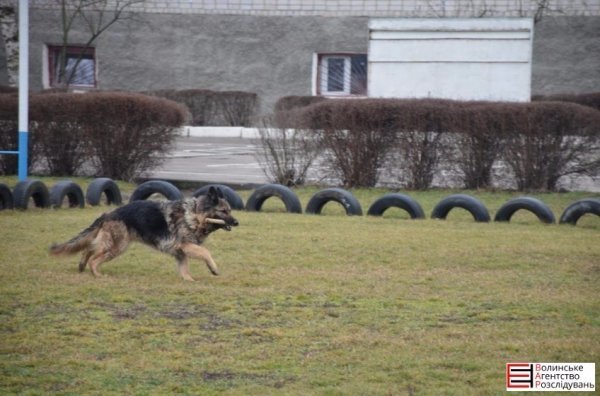 Луцькі гімназисти зібрали кошти для службових собак. ФОТО