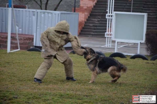 Луцькі гімназисти зібрали кошти для службових собак. ФОТО