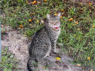 День кота: як відзначають «професійне» свято луцькі пухнастики. ФОТО