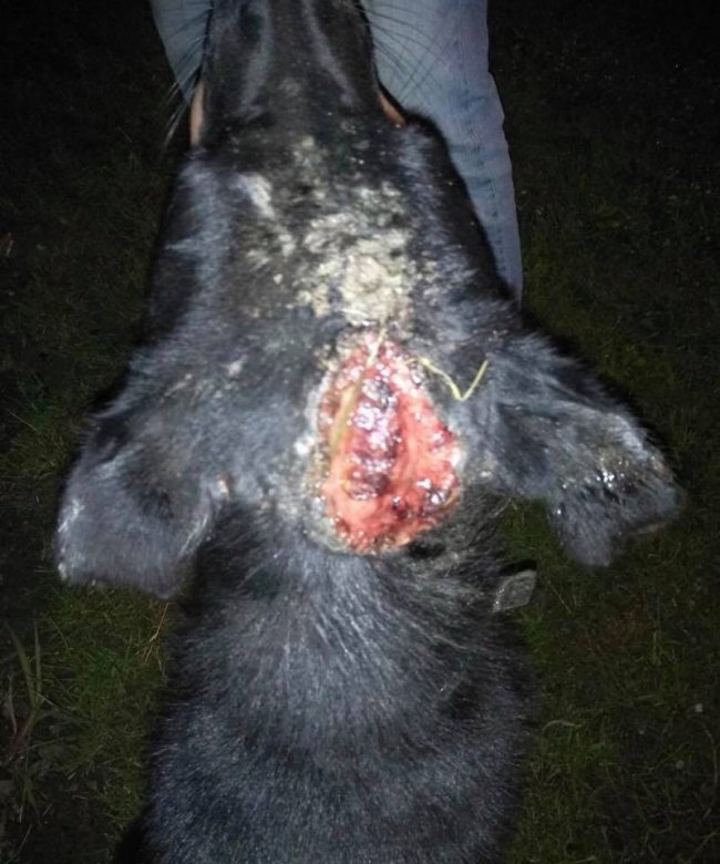 У місті на Волині «нелюди» знущаються над собаками. ФОТО 18+