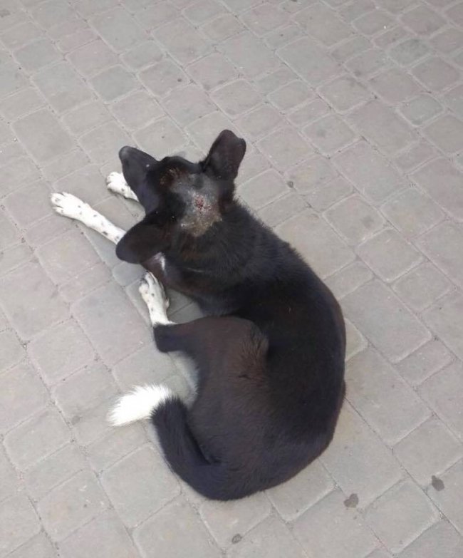 У місті на Волині «нелюди» знущаються над собаками. ФОТО 18+