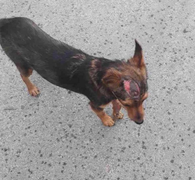 У місті на Волині «нелюди» знущаються над собаками. ФОТО 18+