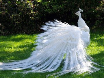 На Волині з’явився на світ унікальний білосніжний павич. ВІДЕО