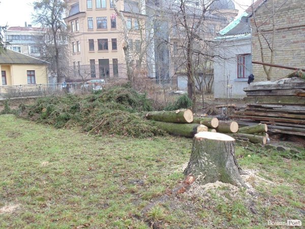 У центрі Луцька спиляли древню ялинку. ФОТО