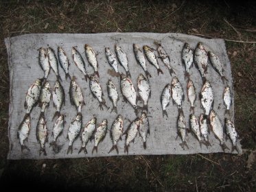 Протягом місяця на Волині викрили 93 порушення правил рибальства