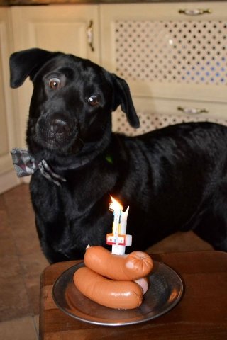 Фото «котячо-собачого» хіт-параду від Луцького зоопарку (част. 3)