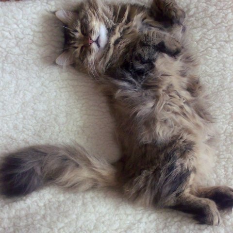 Фото «котячо-собачого» хіт-параду від Луцького зоопарку (част. 3)