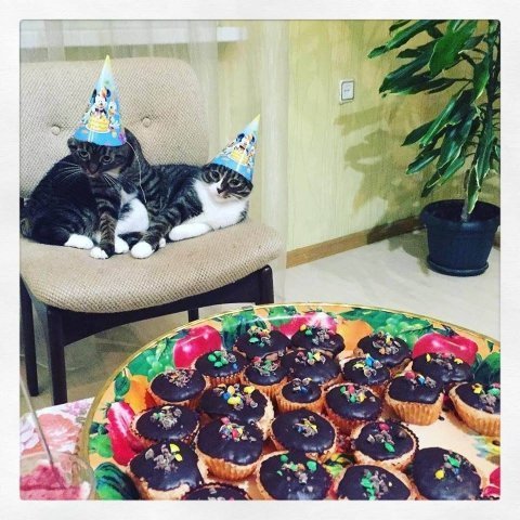 Фото «котячо-собачого» хіт-параду від Луцького зоопарку (част. 3)