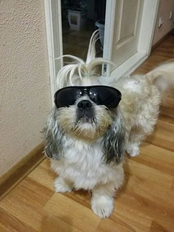 Фото «котячо-собачого» хіт-параду від Луцького зоопарку (част. 3)