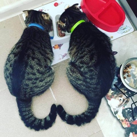 Фото «котячо-собачого» хіт-параду від Луцького зоопарку (част. 3)