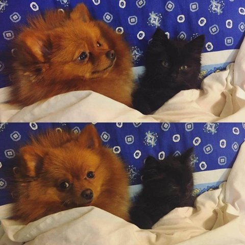 Фото «котячо-собачого» хіт-параду від Луцького зоопарку (част. 3)