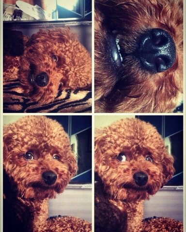 Фото «котячо-собачого» хіт-параду від Луцького зоопарку (част. 3)