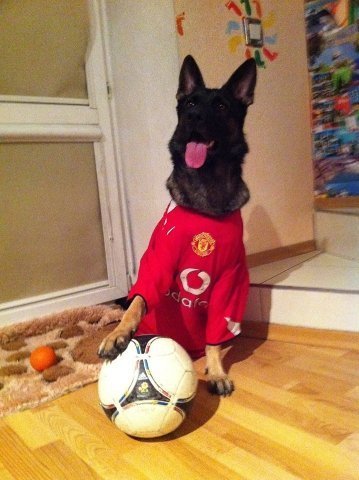 Фото «котячо-собачого» хіт-параду від Луцького зоопарку (част. 3)