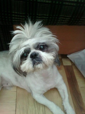 Фото «котячо-собачого» хіт-параду від Луцького зоопарку (част. 3)