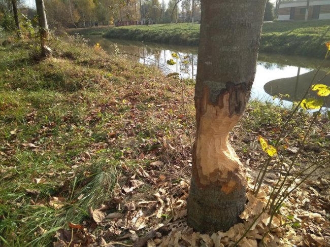 Бобри погризли і повалили дерева у луцькому парку. ФОТО