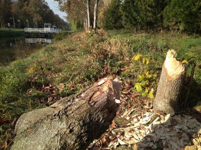 Бобри погризли і повалили дерева у луцькому парку. ФОТО