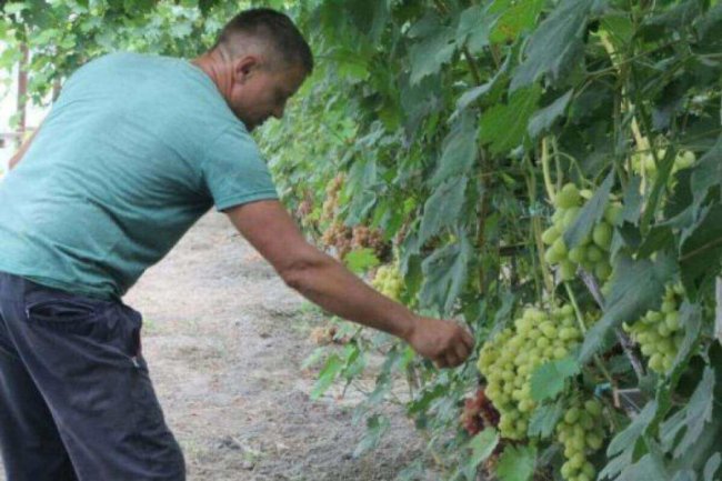 Фермер з Волині вирощує 57 сортів винограду у теплицях