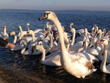 Унікальне явище: чому Хмельницька АЕС привабила понад 200 лебедів 