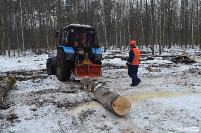 Жнива у зимовому лісі: як на Волині заготовляють деревину. ФОТО