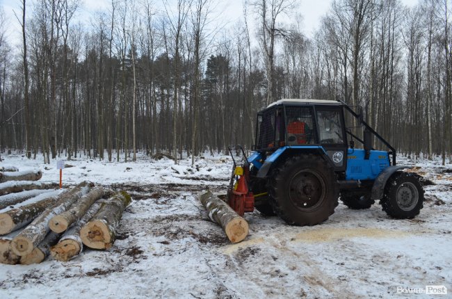 Жнива у зимовому лісі: як на Волині заготовляють деревину. ФОТО