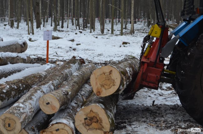 Жнива у зимовому лісі: як на Волині заготовляють деревину. ФОТО