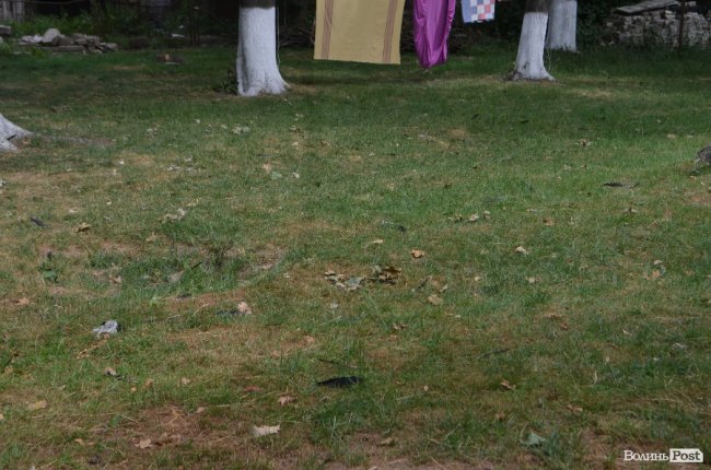 Тушки ворон і курячий послід: лучанин нарікає на безлад поблизу гуртожитків. ФОТО