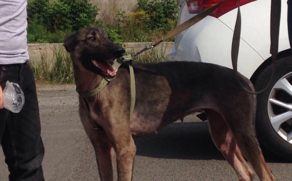 У якому стані перебуває собака Белла, яку на вулиці знайшли виснаженою. ФОТО
